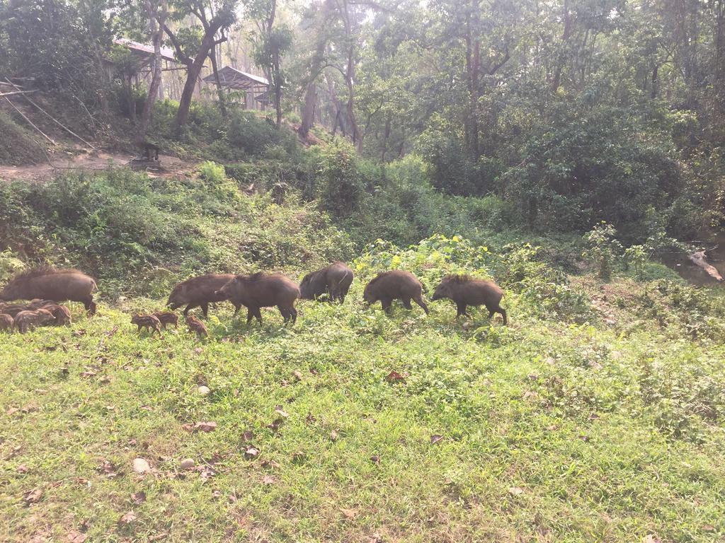 Chitwan Safari Camp & Lodge Sauraha Exterior foto